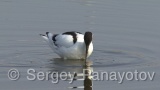Video of Pied Avocet - Pied Avocet in early spring in lake